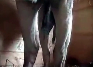 Insanely hot sex with a stallion