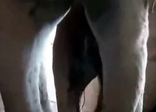 Insanely hot sex with a stallion