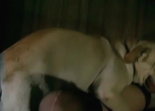 Pretty pussy cutie licked by a pig