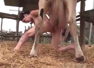 Cow starring in this bestiality clip