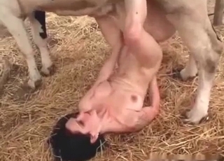 Cow starring in this bestiality clip