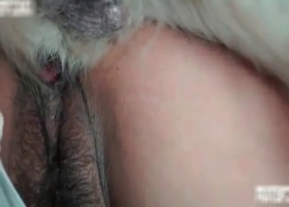 Nasty bestiality in the bedroom