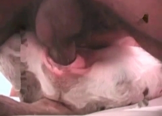 Dog gets drilled by a guy's BBC