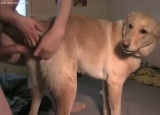 Twisted dog gets fucked from behind