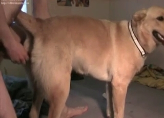 Twisted dog gets fucked from behind