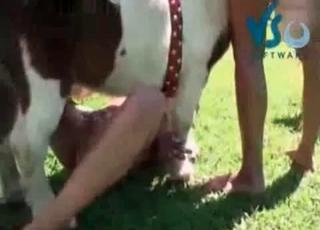 Horse enjoys hardcore outdoors sex