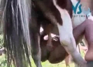 Horse enjoys hardcore outdoors sex