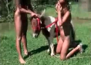 Horse enjoys hardcore outdoors sex