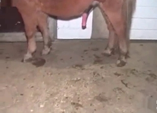 Hardcore fucking with a kinky horse