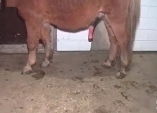Hardcore fucking with a kinky horse