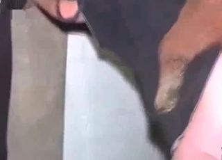 Hardcore fucking with a kinky horse