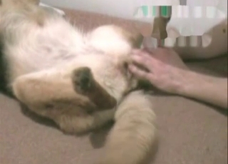 Shepherd enjoying anal fucking on cam