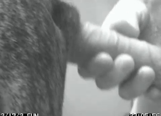 Great blowjob with a horny dog