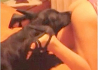 Dirty dog is into all kinds of naughty stuff