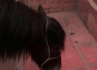 Dark-haired zoophile loves dog cock