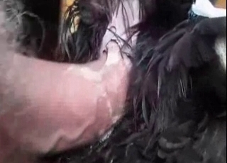 This animal surely loves human jizz