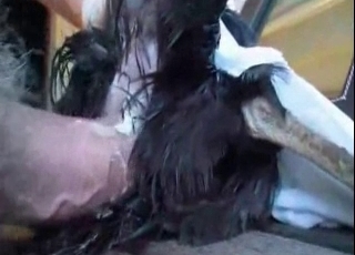 This animal surely loves human jizz