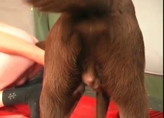 Dog loves oral sex more than anything