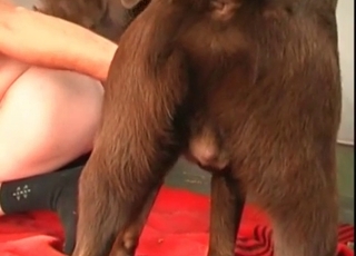 Dog loves oral sex more than anything