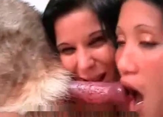 Two dudes sucking this mutt's cock