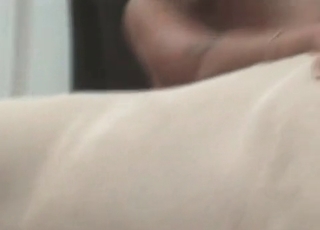 Pet sucking cocks on camera