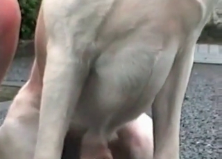 Kinky dogs seducing a zoophile chick