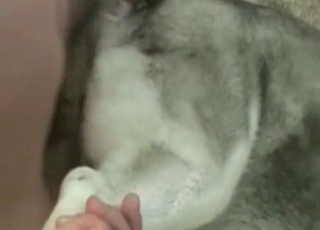 Anal fucking with a tight asshole dog
