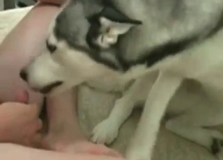 Anal fucking with a tight asshole dog