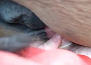 Condoms are important in bestiality