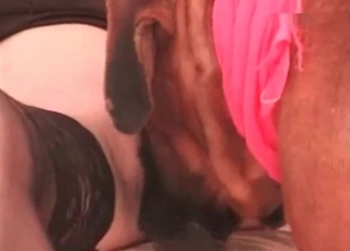 Dripping pussy juices licked off by a dog
