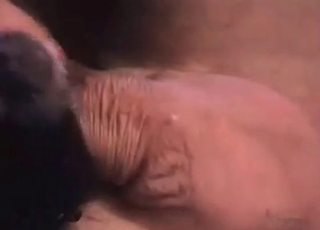 Horny dude fucking this dog's asshole