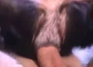 Horny dude fucking this dog's asshole