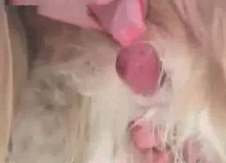 Dog's cock getting pleasured here