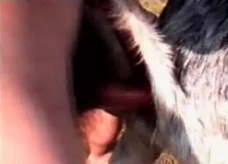 Big-dicked dude fucking a sexy puppy