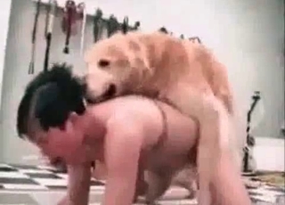 Twisted dog fucking a tight human pussy