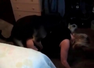 Slut's tight orifices gaped by a dog cock