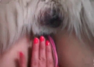 Tiny pussy gets gaped by a dog