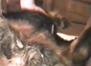 Fucking this dog and recording it