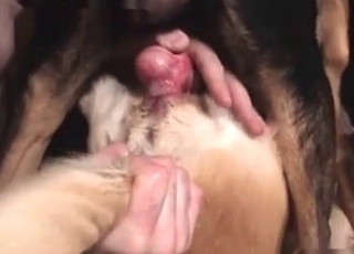 Huge cock pleasured in this bestiality vid