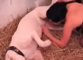 Chicks getting railed by a white mutt