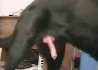 Cute blonde enjoying dog's huge cock