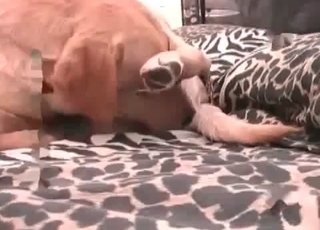Nice-looking zoophile enjoys fucking dogs