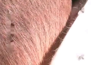 Huge cock pleasured by a horny horse