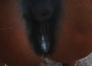 Horse's tight anal hole gets gaped