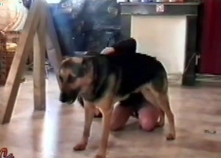 Gorgeous shepherd fucking a clothed bitch