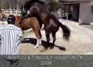 Two horses enjoying passionate sex