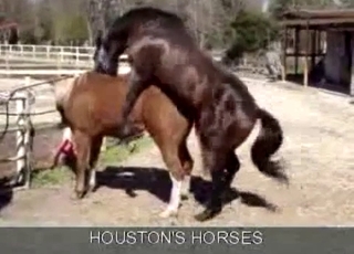 Two horses enjoying passionate sex