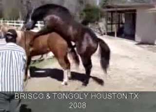 Two horses enjoying passionate sex