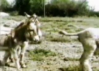Donkey fucking recorded in high quality