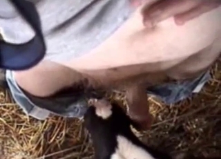 POV blowjob from a kinky-looking animal
